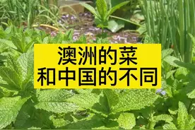 澳洲种菜和中国有啥不同#澳洲种菜 #澳洲生活vlog #我家菜园 