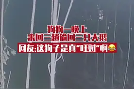 狗狗一晚上来回三趟"叼"回三只大鹅，网友:这是真旺财啊😂 主人:第二天赔钱又道歉😡#意不意外 #狗狗视频封面