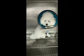 #宠物医院 #狗狗 #吃葡萄的狗狗  狗狗吃葡萄是有危险