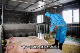 养猪大户买不起猪饲料出现猪吃猪#猪肉#猪饲料#养猪视频封面