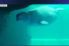 白鲸产子，所有人都在紧张，真是捏了一把汗 #白鲸#动物#科普 