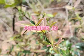 小檗药用价值深度开发和利用研究#植物化学 #中草药视频封面