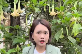 你们知道世界上最毒的花是什么吗？#导游来了 #旅行大玩家 #文化旅游 #福建大乔 #福建美好推荐官 #知识分享 #旅行推荐官 #曼陀罗花