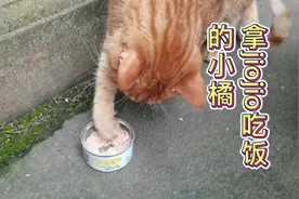 用手手吃饭的小猫咪，你见过吗？#流浪猫 #萌宠 #猫猫的迷惑行为