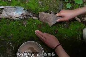 小石头花盆配文竹，自我感觉还是挺美丽的。#小盆景 #绿植花卉视频封面