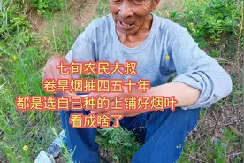 七旬农民大叔，卷旱烟抽了四五十年，都是选自己种的上铺好烟叶，