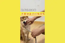 #创作灵感 幼犬训犬教程 狗狗乱咬手脚，不要打嘴巴弹鼻子捏紧嘴，这里有完美的解决方案#训犬 #科学养宠 #幼犬 #狗狗