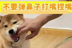 #创作灵感 幼犬训犬教程 狗狗乱咬手脚，不要打嘴巴弹鼻子捏紧嘴，这里有完美的解决方案#训犬 #科学养宠 #幼犬 #狗狗视频封面