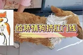 给矫情狗挤肛门腺，又是一场战役，怎么那么能演？ #柯基视频封面