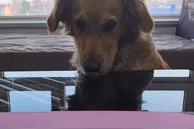 有一只金毛叫siri#大家一起为金毛siri发声 #金毛siri 