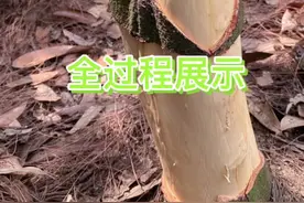 我们当地农民是怎样剥桂皮的？其过程是这样的，是你来做能坚持一周星期吗？#我的乡村生活 #三农
