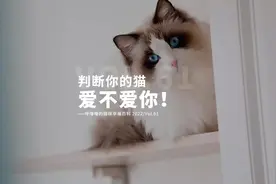 测试你家的猫是真的爱你，还是单纯的蹭口饭吃#新手养猫