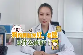 狗狗老是舔脚，可能是得了趾间炎？！趾间炎是种病，痒起来要狗命