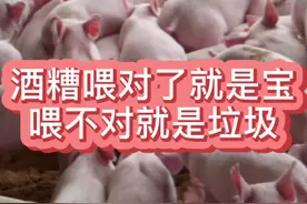 酒糟喂对了真是宝贝，喂不对就是垃圾#养殖 #养猪 #养猪人 #三农视频封面
