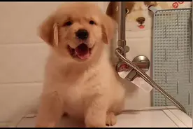 在哪里买狗最靠谱，请看完这个视频，你就明白了