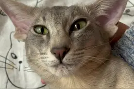 两只刚刚睡醒的小猫咪～#橘猫 #猫咪的迷惑行为 #抖音动物图鉴 #抖音自然视频封面