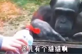 猩猩喝水完整版来了，兄弟，你这不是配音，你这是翻译吧😂#猩猩视频封面