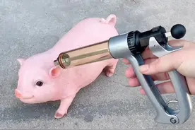 给小猪做苗！#疫苗注射器 #连续注射器视频封面