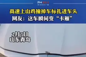 车辆在高速上行驶，不料一只山鸡飞进车标里。网友：这事故责任怎么判？视频封面