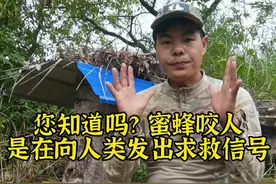 养蜂朋友们，你们遇到过这种情况吗？#养蜂 #诱蜂 #养蜂技术 #新农村计划2022 @抖音短视频 视频封面