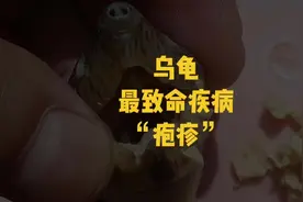 乌龟疱疹病的治疗方法#乌龟疱疹#乌龟 #养龟日常