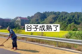 【第二集】为什么富硒大米比普通大米贵？#稻谷熟了视频封面