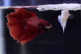 三分钟看完斗鱼的生命周期#斗鱼 #观赏鱼 #水族 #热带鱼观赏鱼视频封面