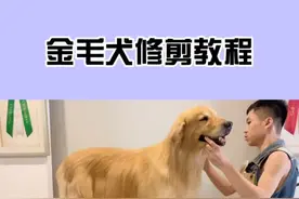 金毛修剪视频来啦#金毛 耳朵要修剪成爱心形哦🤗#宠物美容 #萌宠 #2020520甜在一起