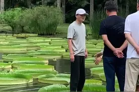 #别限流 这是什么神奇植物，竟然可以托起马云爸爸。￼@抖音短视频 打卡西双版纳视频封面