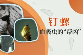 带你认识血吸虫的“帮凶”—钉螺#科普一下 #钉螺 #血吸虫