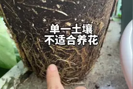 单一土壤基质不适合养花，养花土壤要疏松透气视频封面