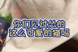 斯基的眼神好有戏啊#萌宠视频封面