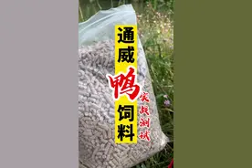 鸭饲料打窝，结果很意外