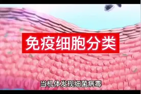 免疫细胞分类#免疫细胞 #科普视频封面