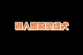 不是所有灵缇都一样的#怂狗视频封面