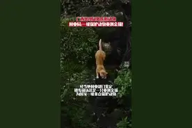 11月6日，广西崇左。有村民发现附近石山有"老虎"出没，林业局:不是老虎，是金猫！国家一级重点保护的那种猫猫#保护动物 #野生动物 #广西dou知道视频封面