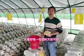 #三农 #食用菌栽培 #蘑菇 有句话说得好：方法不对，努力白费视频封面