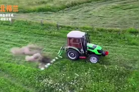 【蒙北飞刀】圆盘割草机，实地收割拍摄。#飞刀割草机视频封面