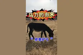 一匹马力是什么意思？马力从何而来？嗨皮司机大T老师这次正经科普。#汽车知识 #蒙古战马