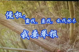 林权森林法在哪里？公民的合法权益谁来保护？视频封面