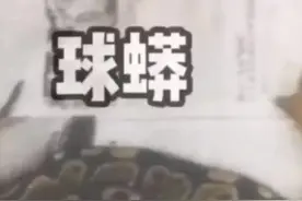 为了好玩养球蟒，结果悲剧了……养另类宠物需慎重#宠物 @三明中院视频封面