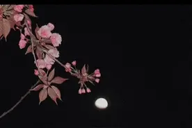 “轻拢慢捻抹复挑，初为霓裳后六幺.”#池鱼y #琵琶行视频封面