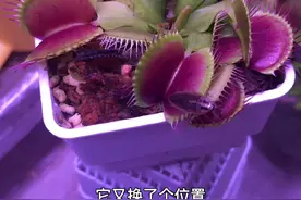 捕蝇草挑战北方蟑螂🪳谁更胜一筹？#知识能量站全民分享季视频封面