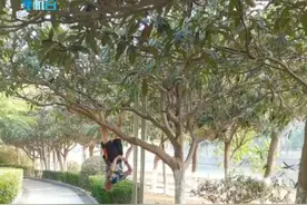 古藤老树昏鸦树上大爷倒挂，只要大爷不拄拐，永远是那最靓的仔#江苏全民目击视频封面
