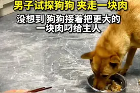 男子试探狗狗夹走块肉，狗狗接着把更大的叼给主人！#狗狗 #狗是人类最忠诚的朋友 #这狗成精了视频封面