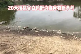 樱桃谷白鸭养殖临床判断鸭肝注意区别腺病毒，坦布苏。视频封面