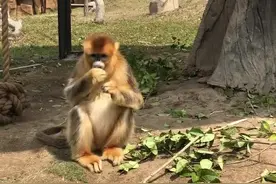 金丝猴的叫声听到过的赞一下，谢谢.#金丝猴 #动物