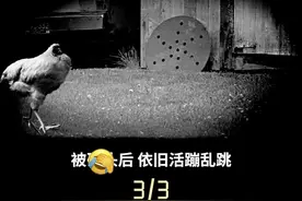 无头鸡活了18个月？原来是刀下留情了#未解之谜 #涨知识 #科普 #创作人计划 #颠覆三观 #实验视频封面