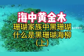 海中黄金木，珊瑚家族中黑珊瑚，什么是海柳？#涨知识#海柳