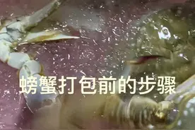 螃蟹打包前的步骤.先冰晕它再加木屑.能保留24小时#螃蟹 @抖音短视频 #海鲜原产地